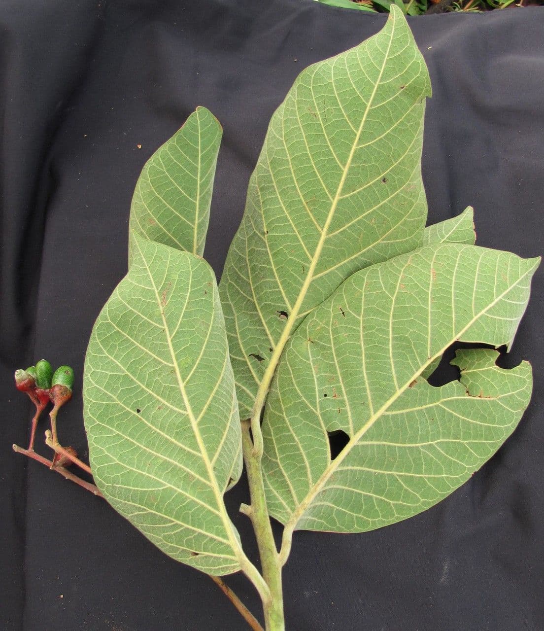 Ocotea 4