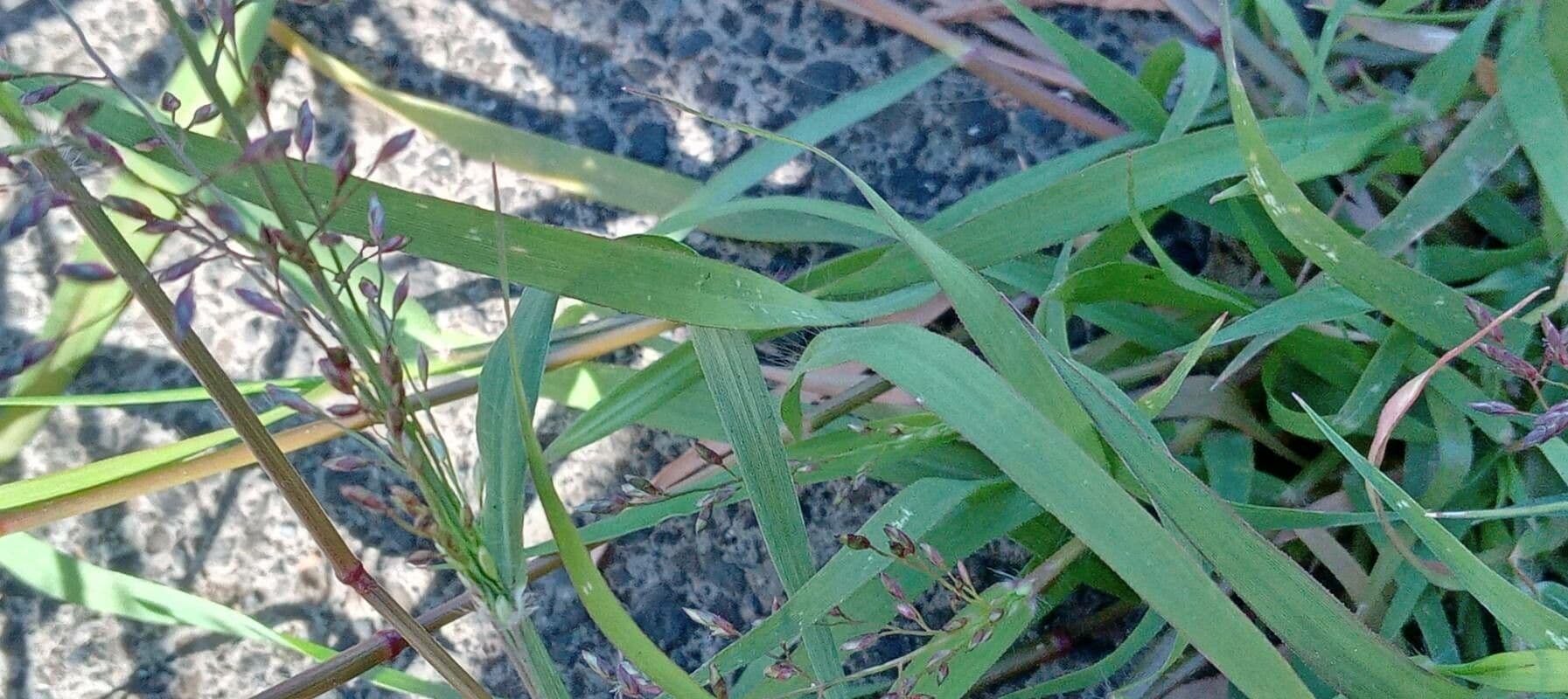 Fienarola minore 19