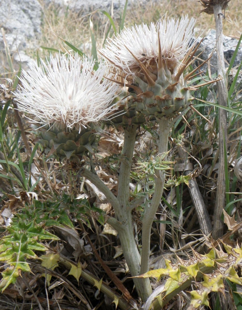 Carciofo