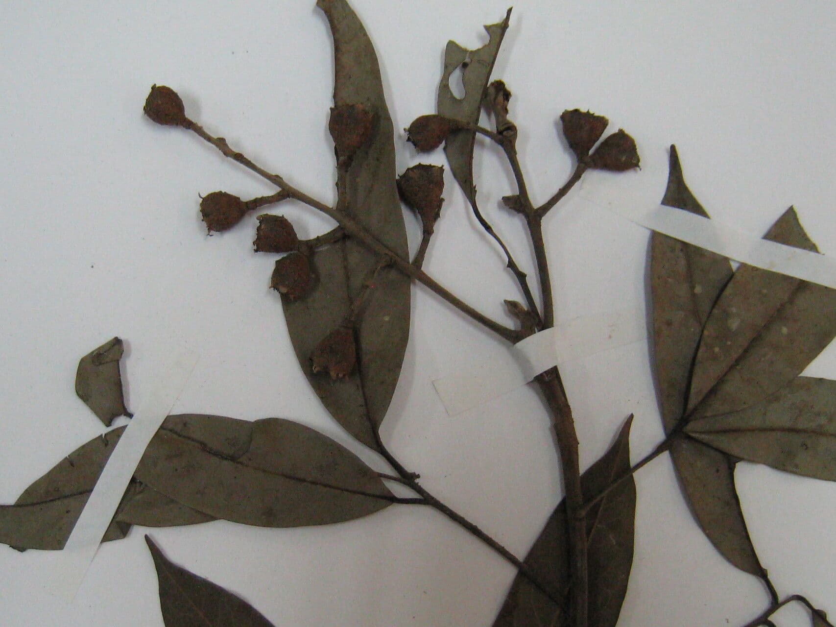 Ocotea cujumary 2