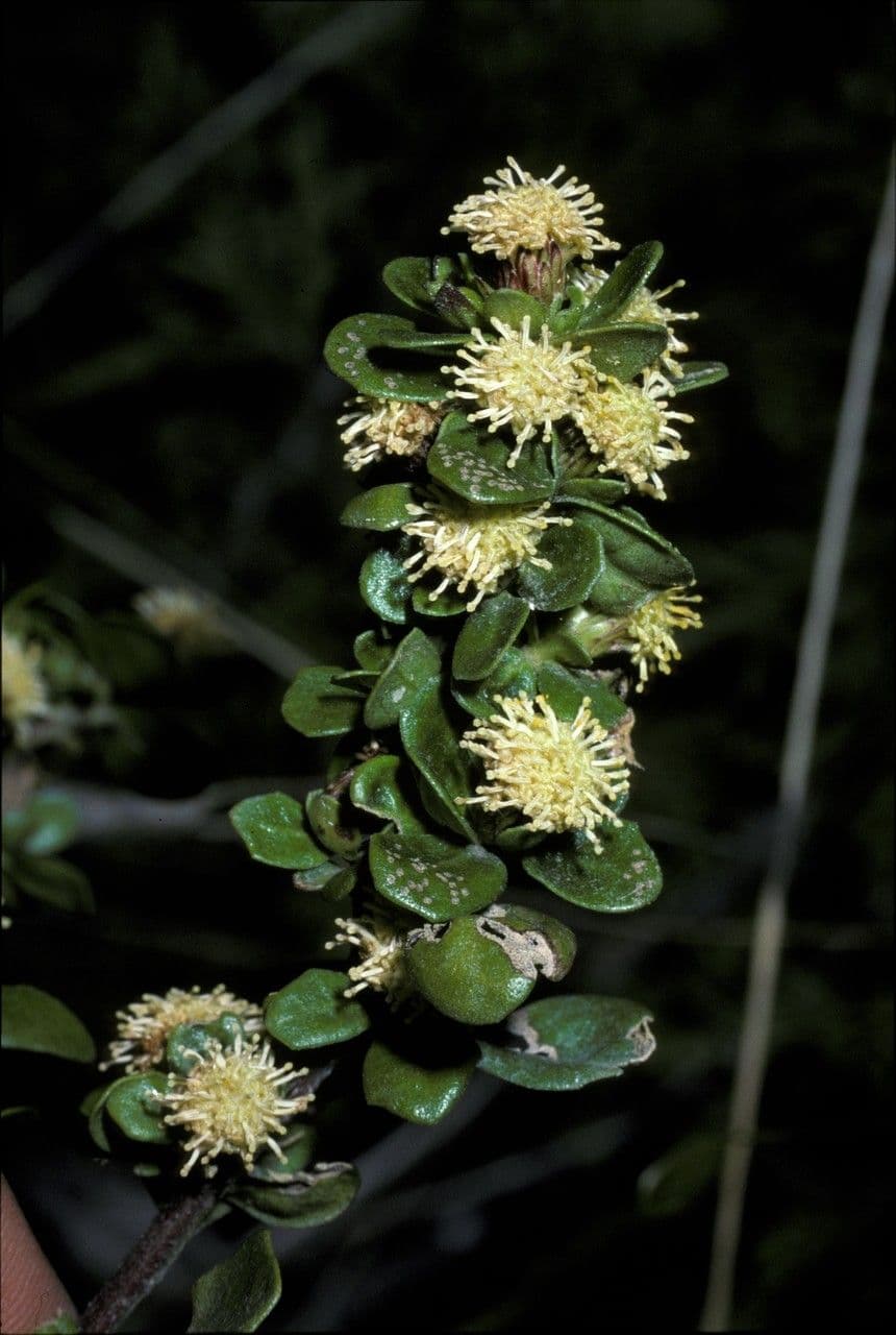 Baccharis
