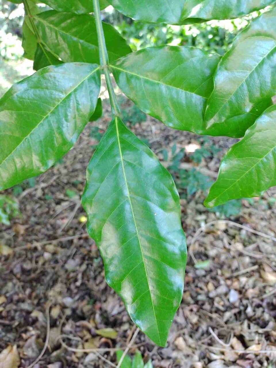 Swartzia 6