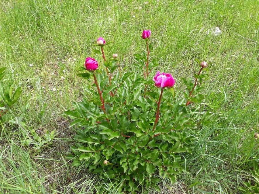 Echte Pfingstrose 23