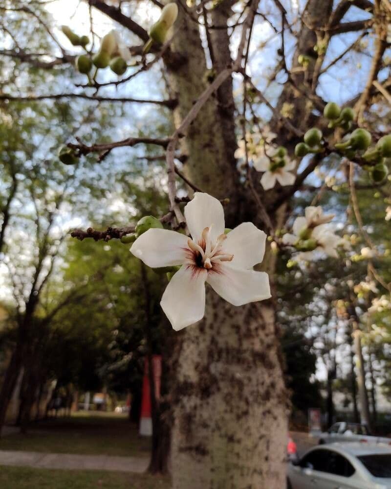 Kapok 3