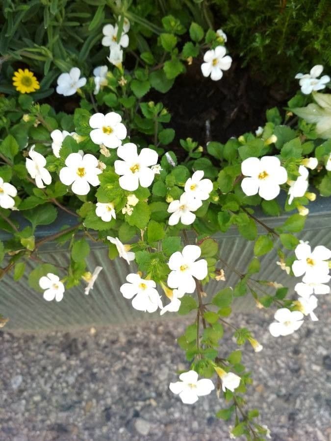 Bacopa rastrera 4
