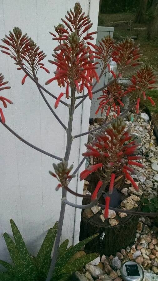 Aloe 11