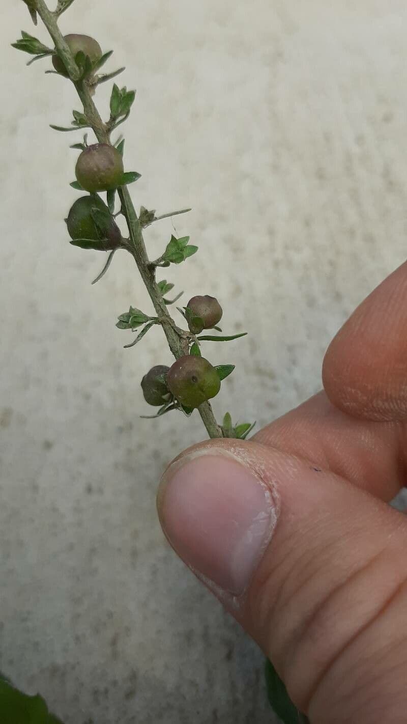 Veronica acquatica 2