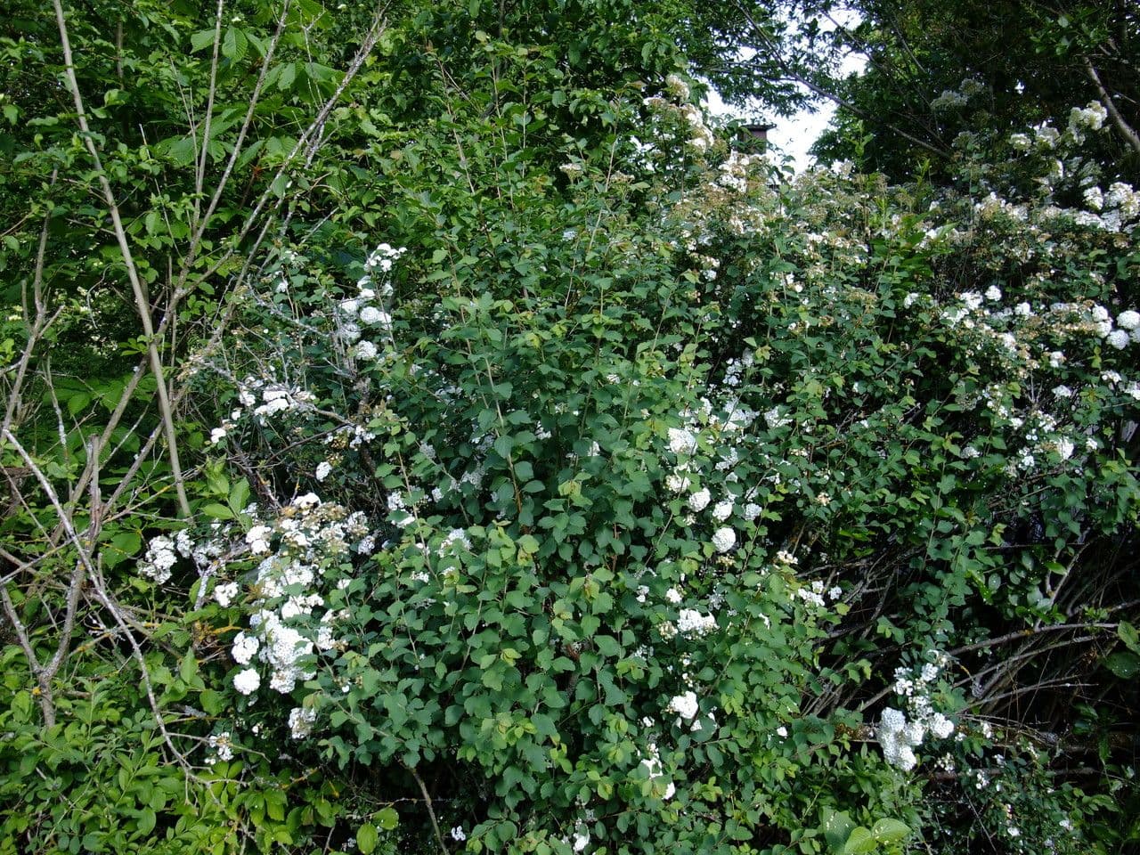 Spiraea ulmifolia 13