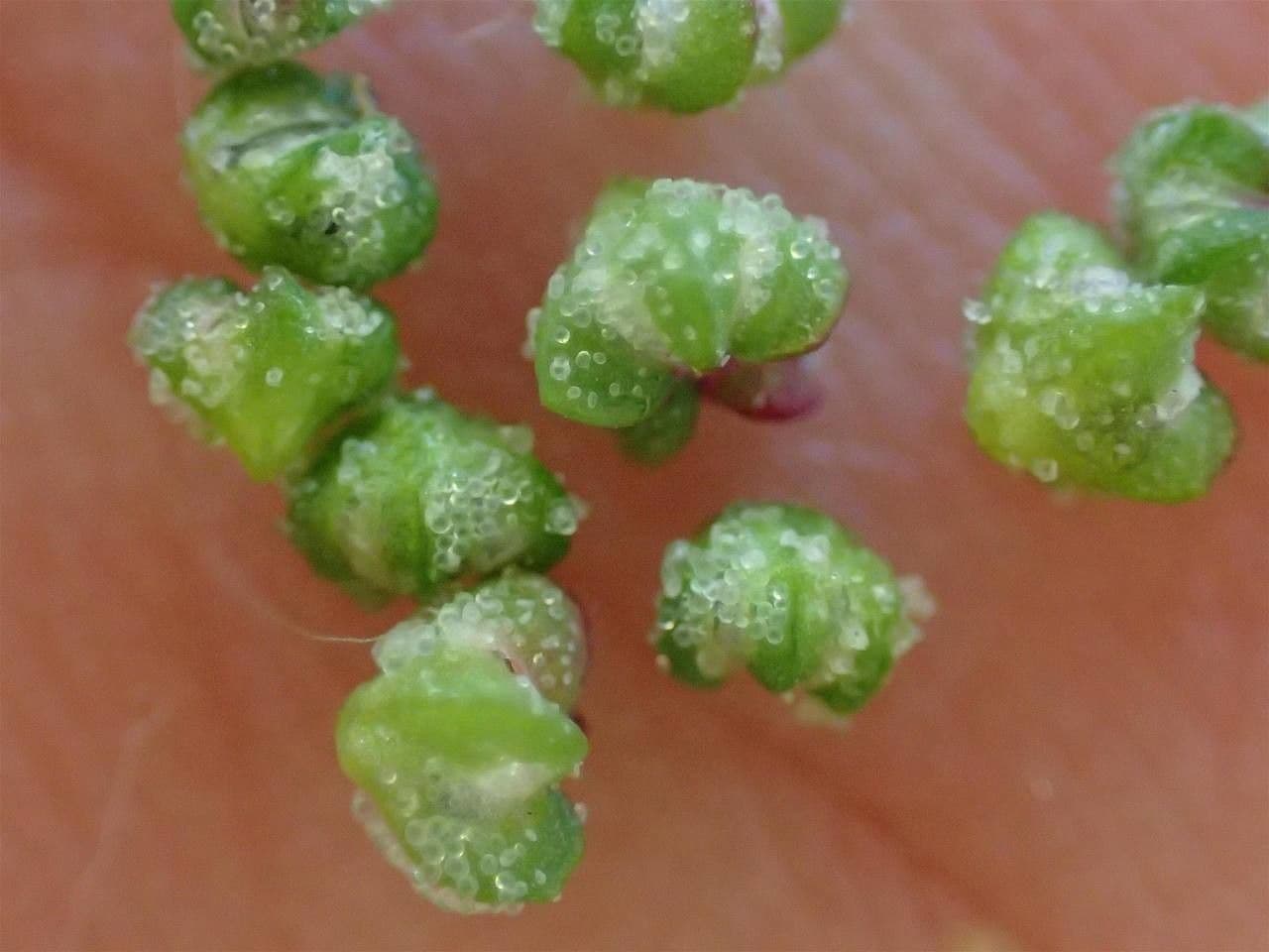 Chenopodio rigido