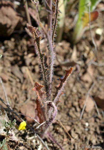 Streptanthus 18