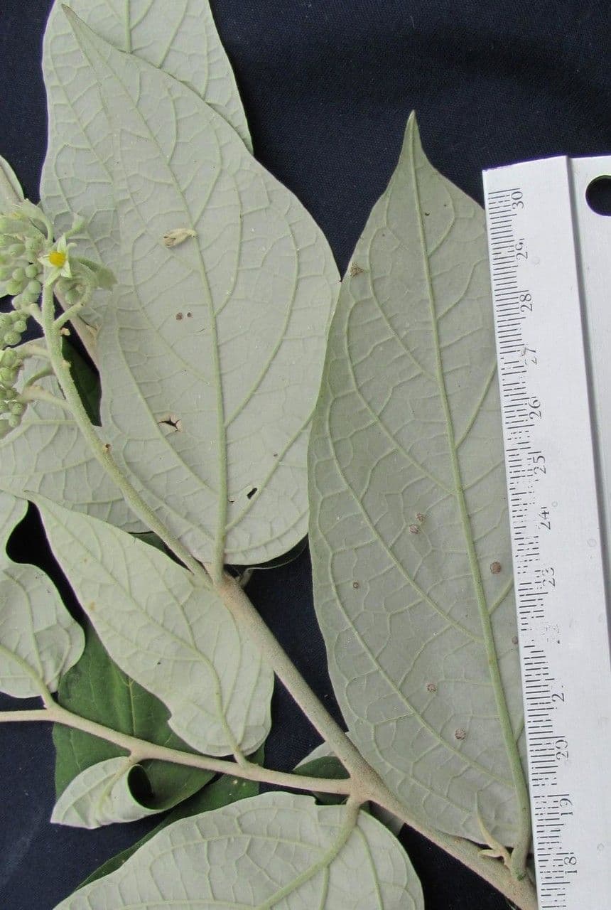 Solanum lepidotum 4