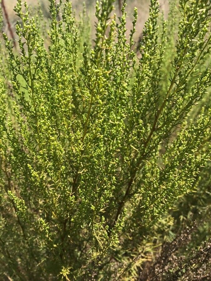 Field sagewort 10
