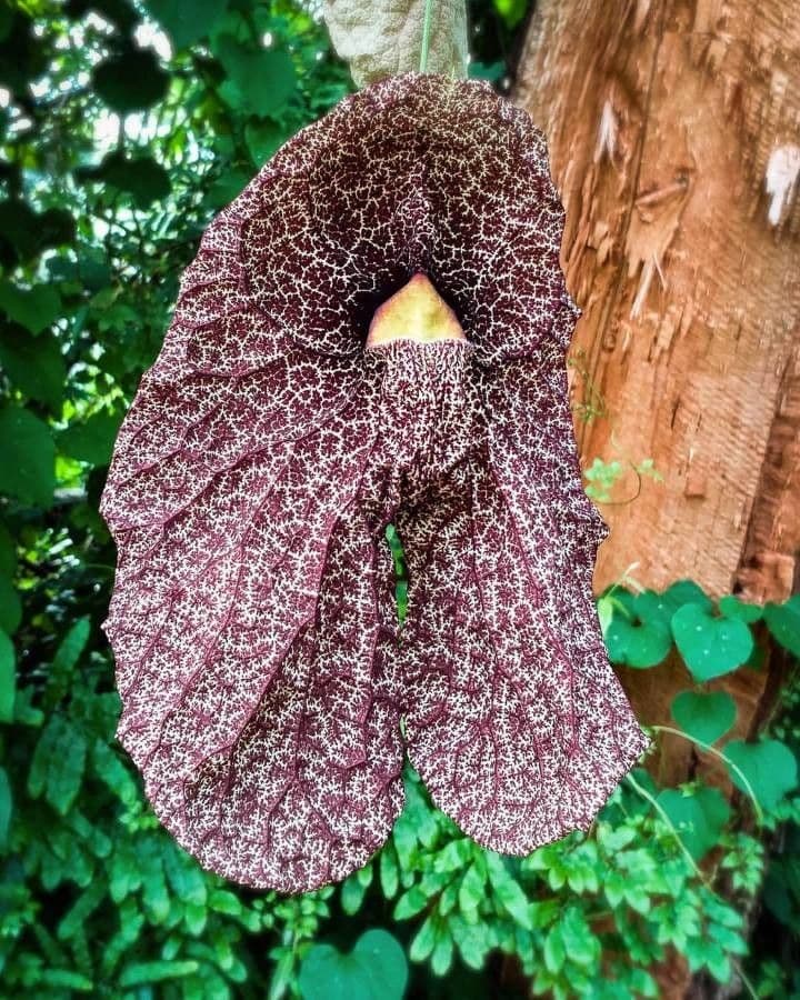 Aristolochia 18