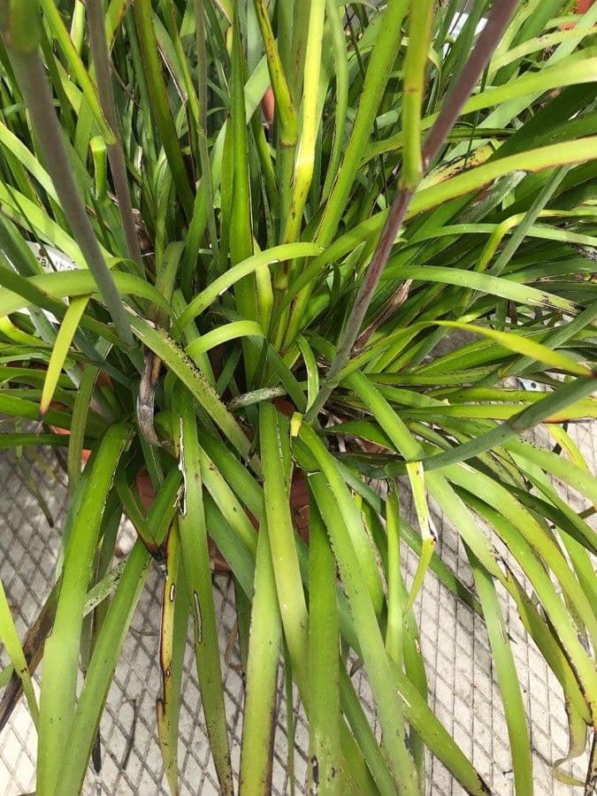 Anigozanthos 4