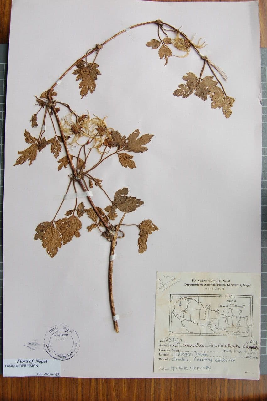 Clematis 7