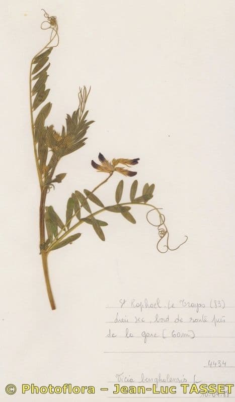 Bengalkichererbse 28