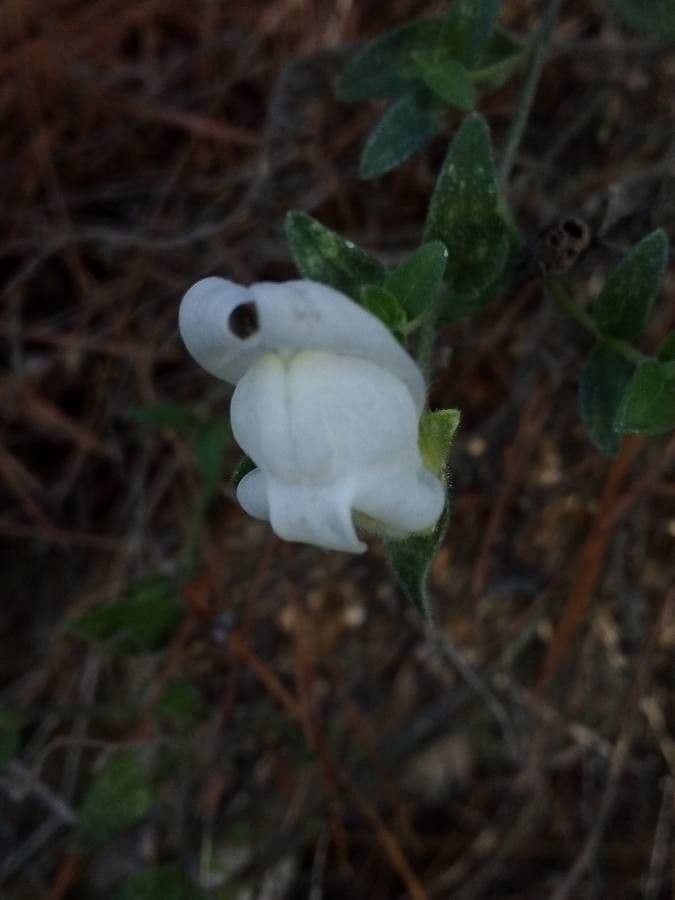 Antirrhinum 2