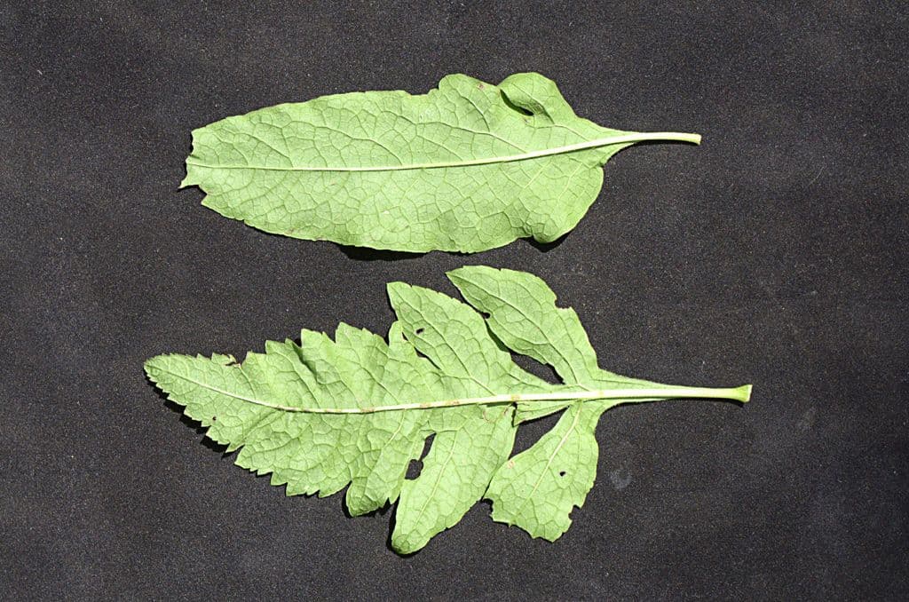 Dasistoma 23