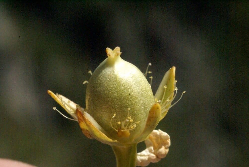 Parnassia 3