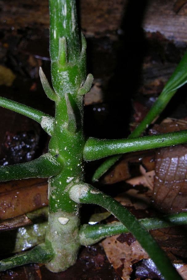 Toxosiphon 5