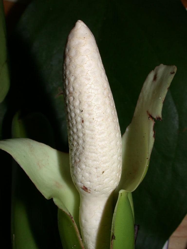 Syngonium