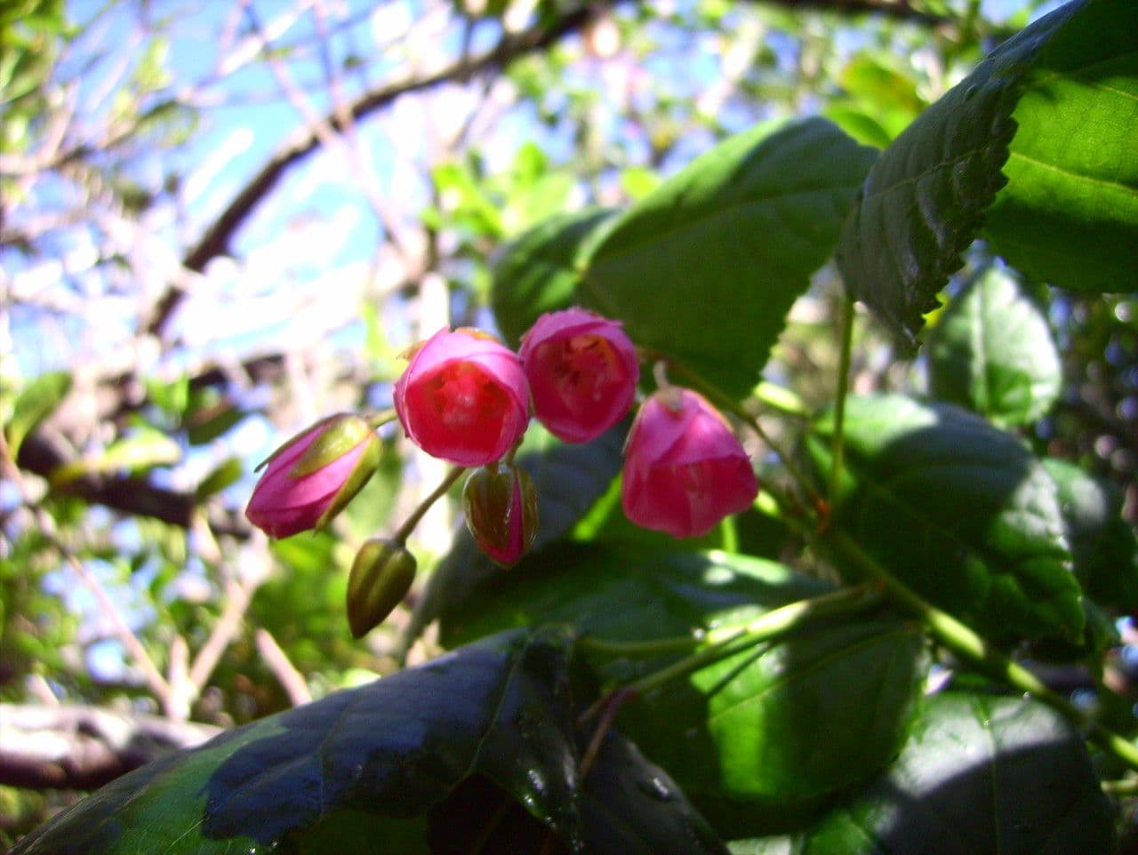 Dombeya 4