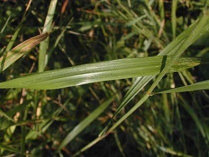 Elymus virginicus 20