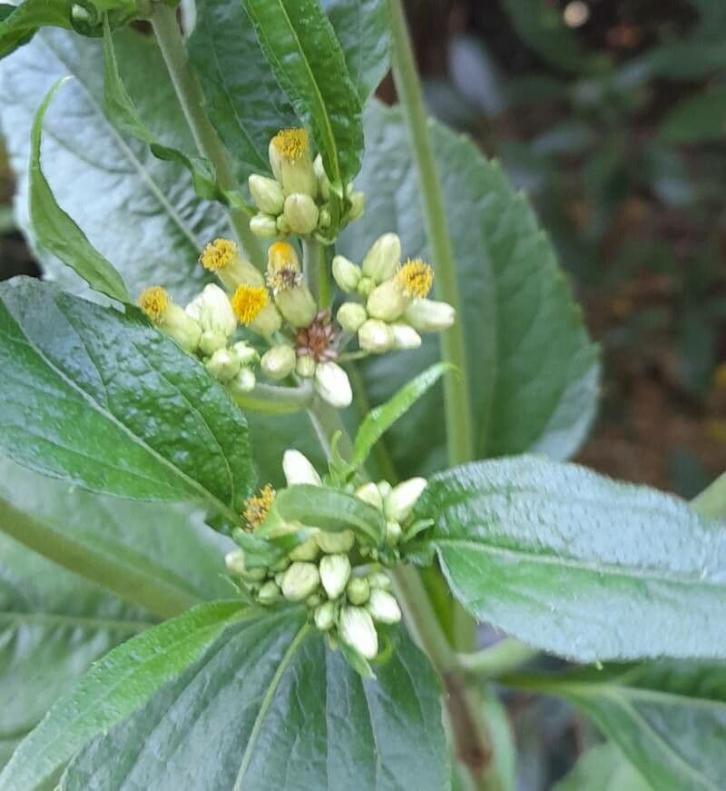 Schistocarpha 6