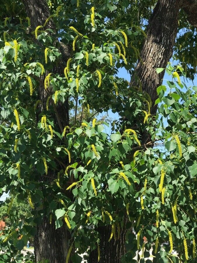 Candleberry-tree 24