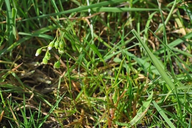 Montia lineare 8