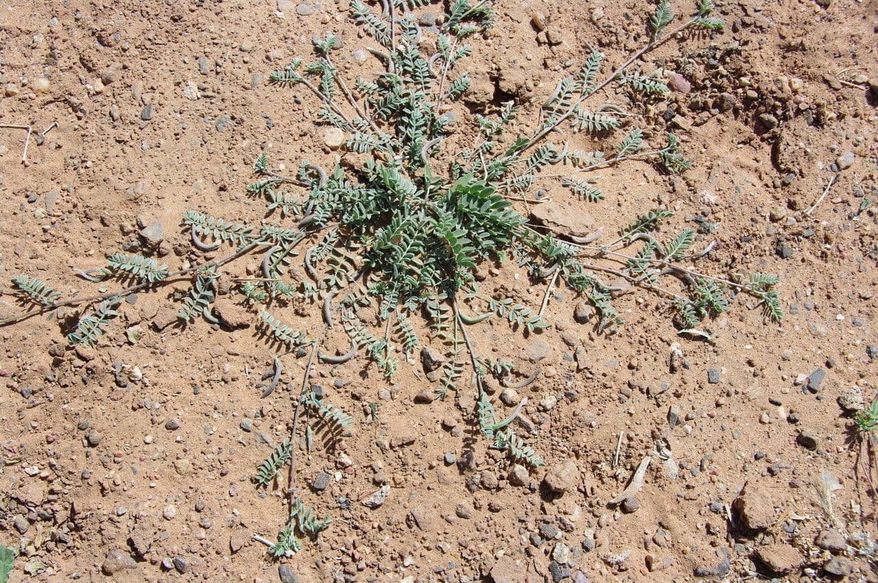 Astragalo 11