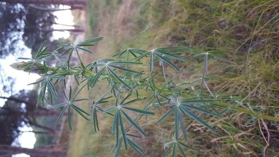 Schmalblättrige Lupine 16