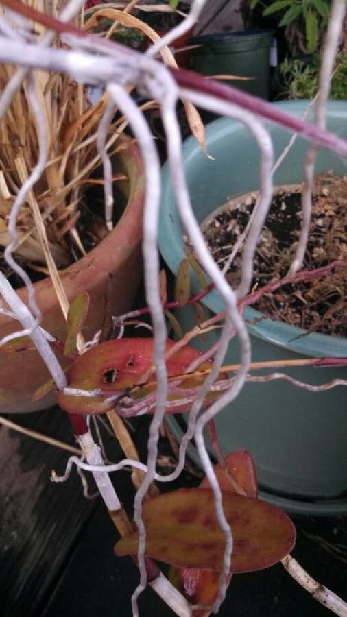 Epidendrum ibaguense 23