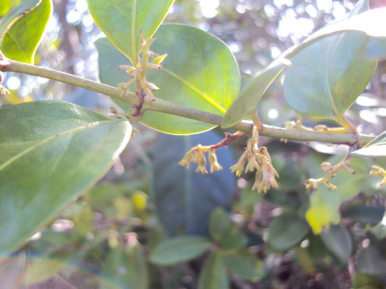Chiococca alba 7
