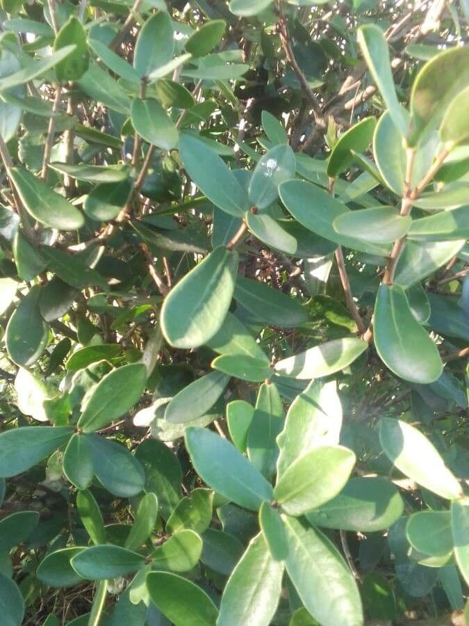 Daphnopsis 7