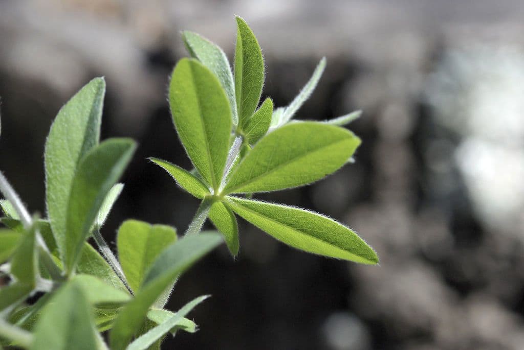 Baptisia bracteata 19