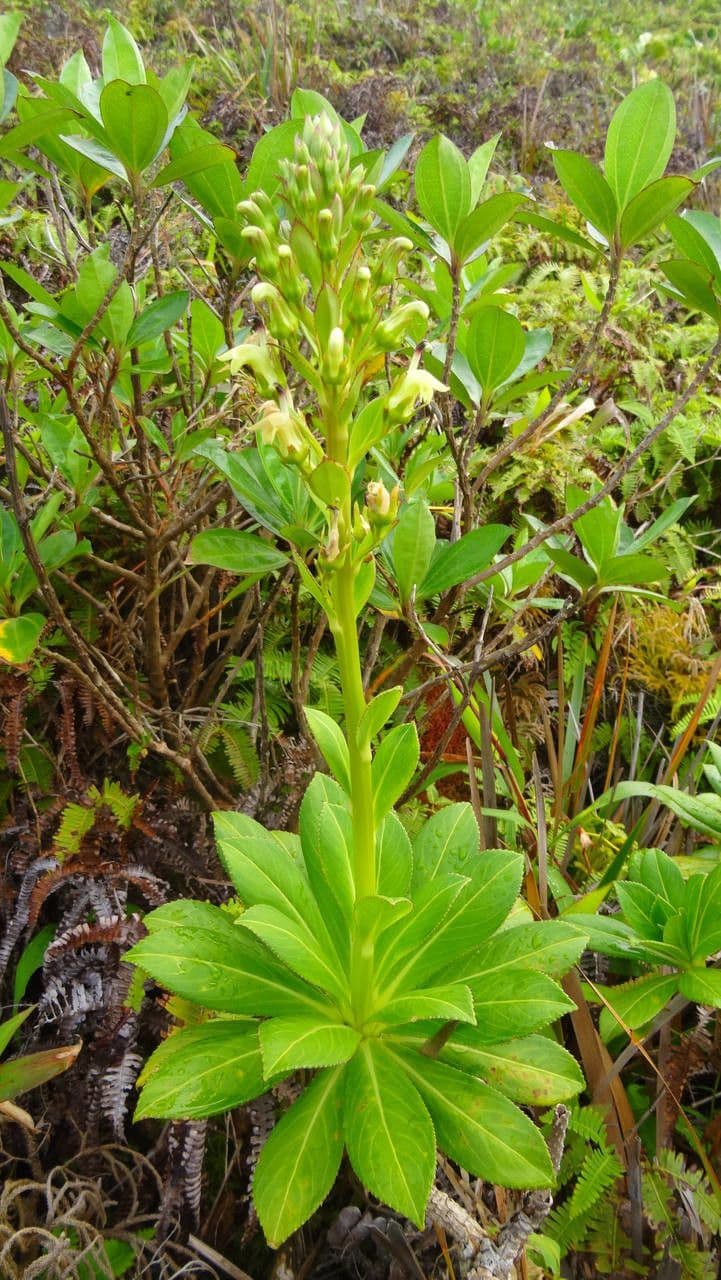 Lobelia 6