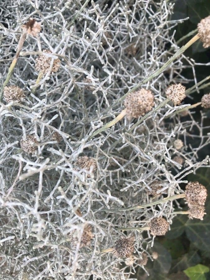 Buisson coussin 2