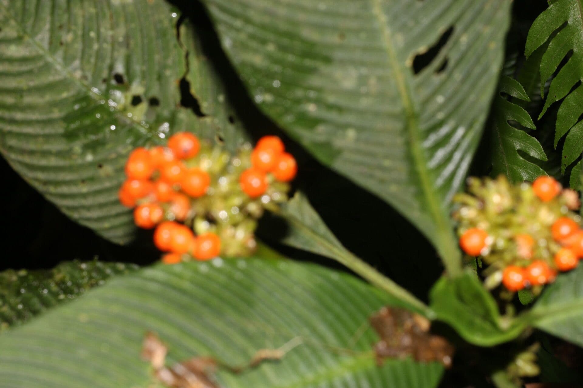 Polyphlebia