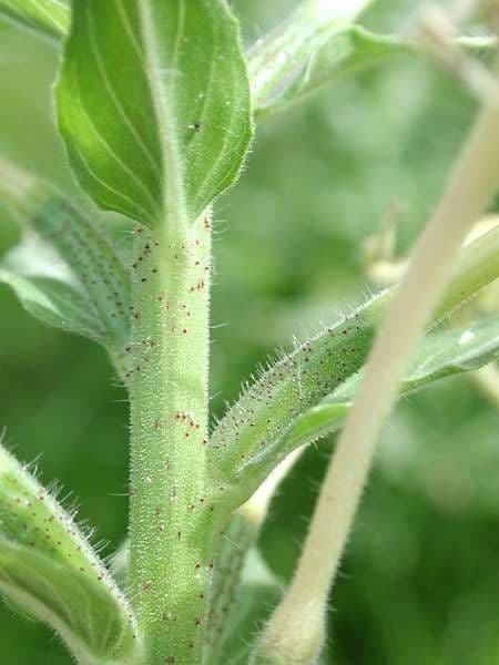 Hairy evening primrose 18