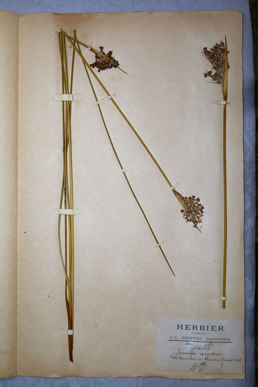 Jonc glauque 27