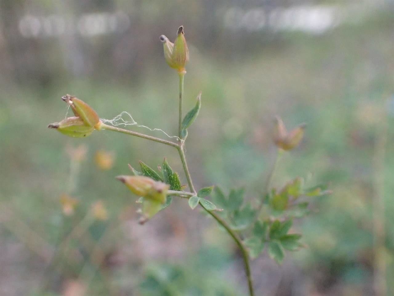 Pigamo minore 15