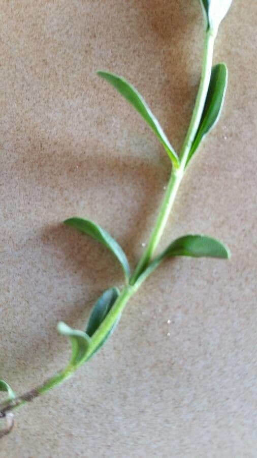 Veronica fruticulosa 16