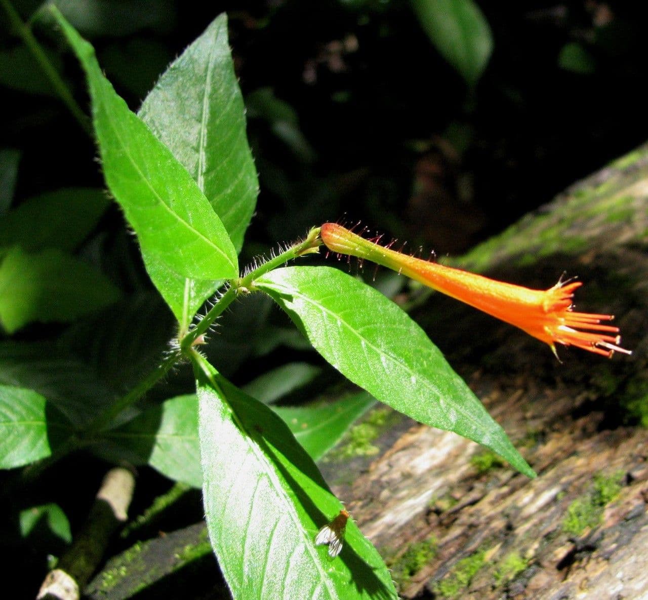 Cuphea appendiculata 13