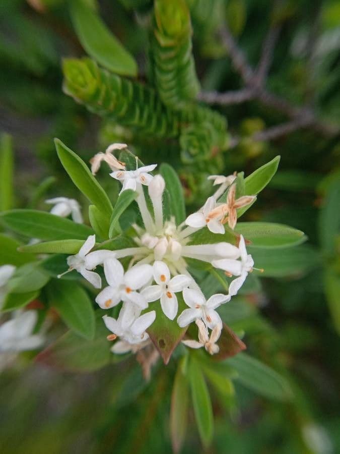Leinblättrige Pimelea 5