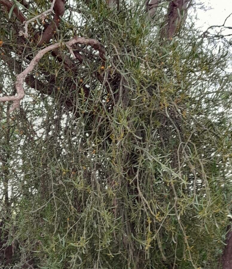 Phoradendron 11