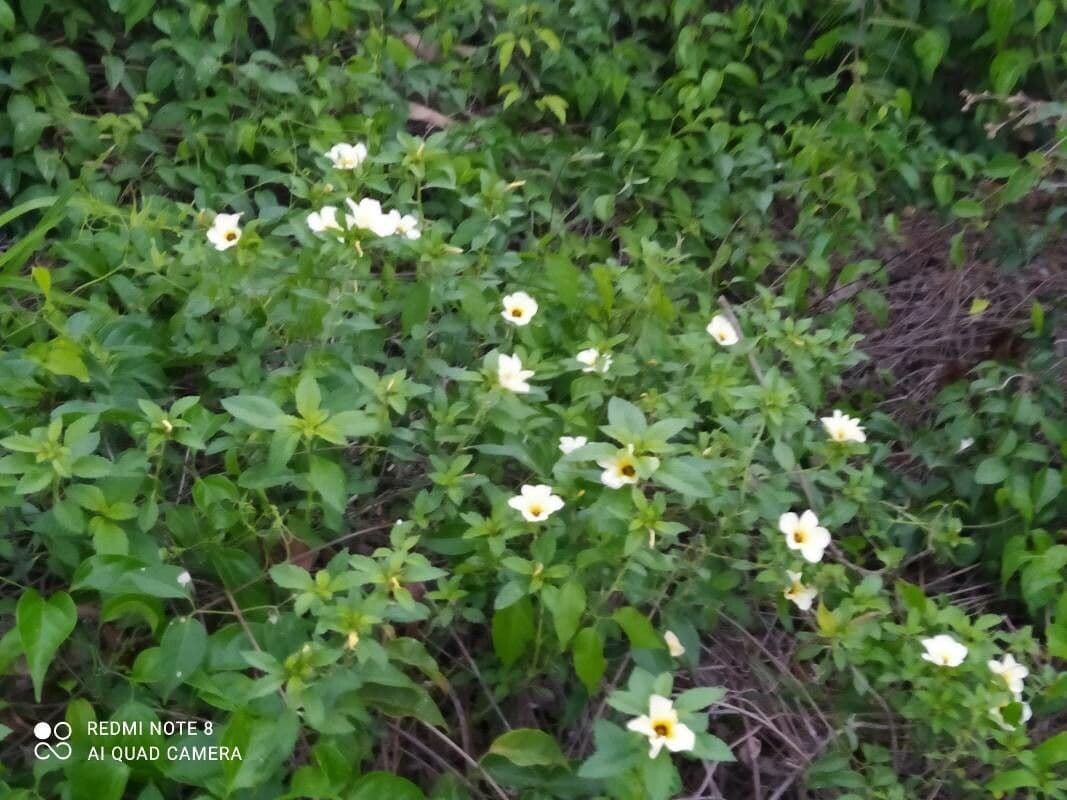 Turnera subulata 9