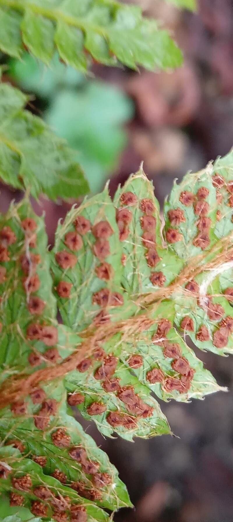 Polystichum polyblepharum 5
