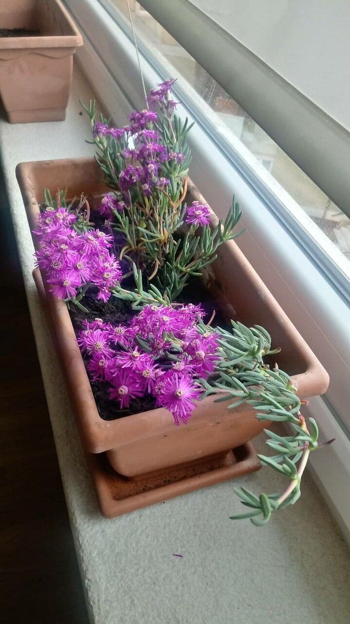 Delosperma
