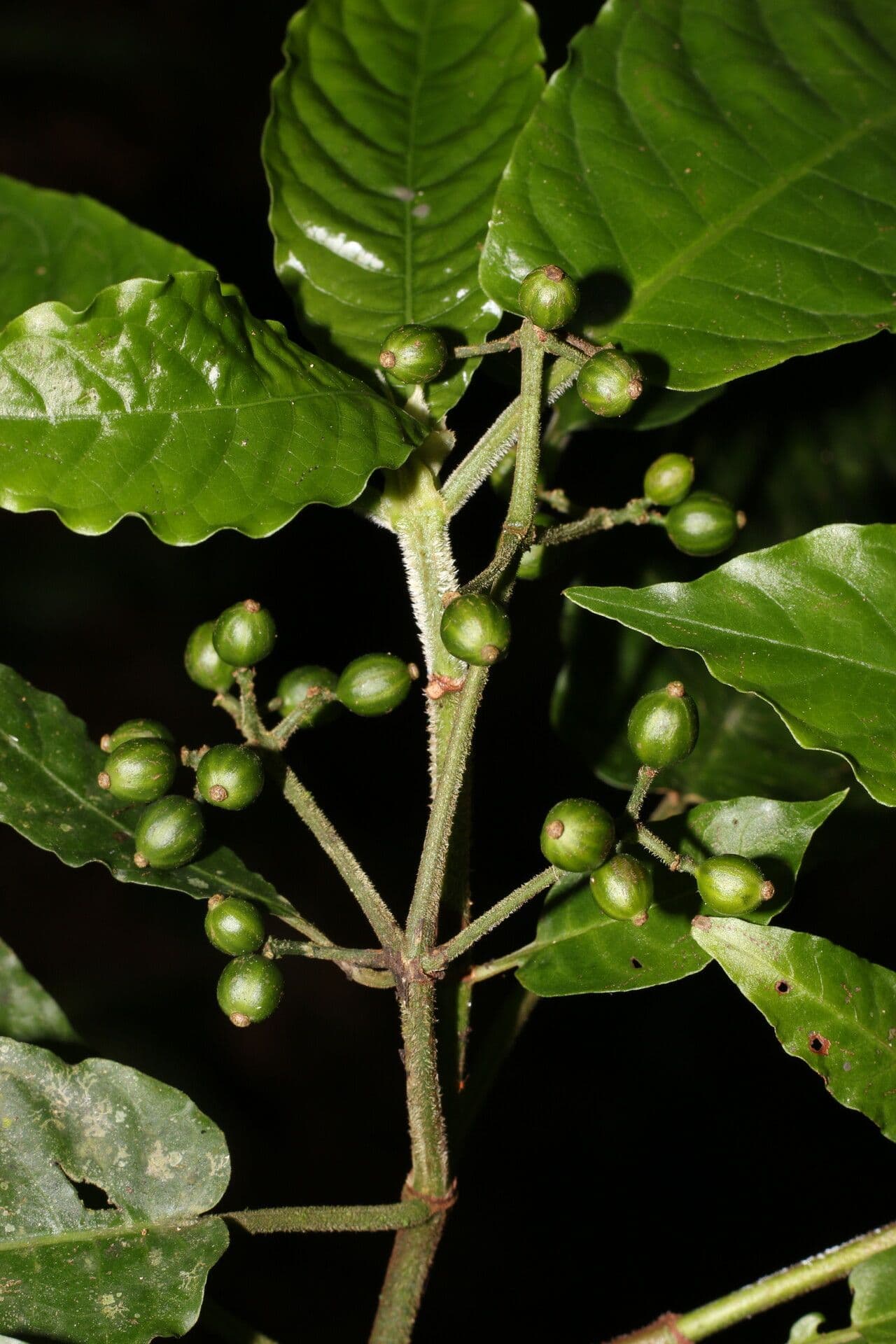 Psychotria 2